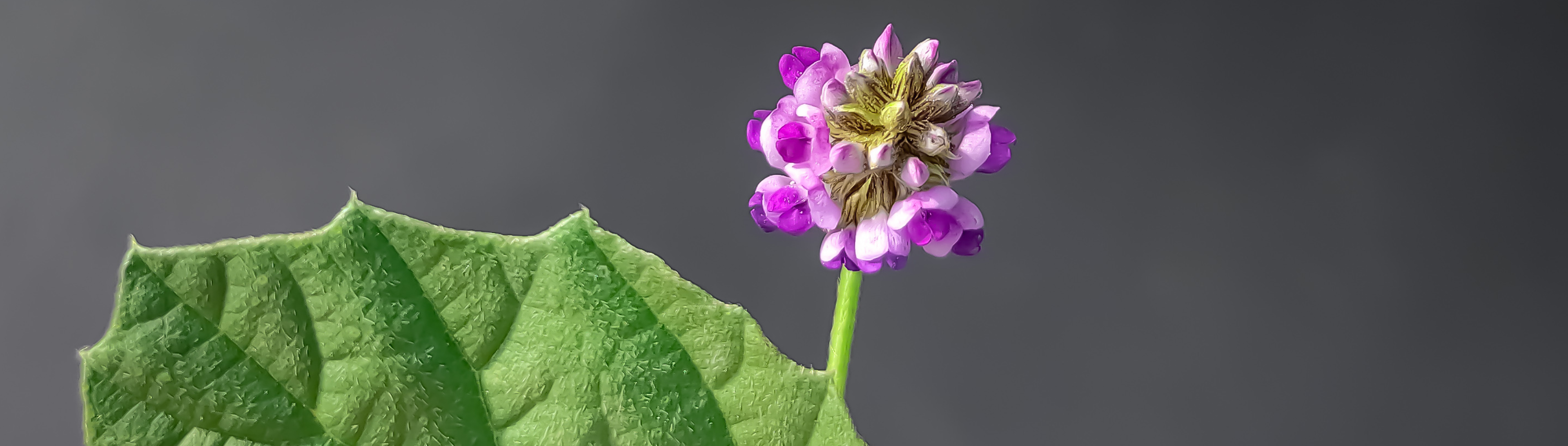 Bakuchiol, een veelzijdig ingrediënt met unieke eigenschappen